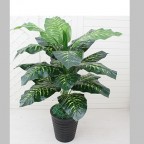 cây vạn niên thanh giả 100cm lá đốm vàng